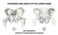 The bones and joints of the lower limbs