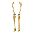 Bones of Leg and foot Royalty Free Stock Photo