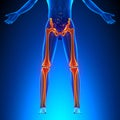 Bones Legs Anatomy Royalty Free Stock Photo