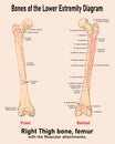 Right Thigh Bone- Femur. Bone of the lower extremity diagram. Royalty Free Stock Photo