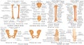 Bones of lower limb of human.