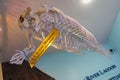 Bones of a Manatee in a museum Royalty Free Stock Photo