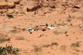 Bones and mortal remains of dead camel in Wadi Rum desert, Jordan Royalty Free Stock Photo