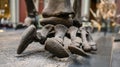 Bones of paw of dinosaur close up at exhibition