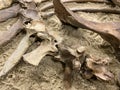 The bones of the skeleton of an ancient animal lie on the ground. Archaeological site. A rare artifact exhibit Royalty Free Stock Photo