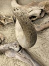 The bones of the skeleton of an ancient animal lie on the ground. Archaeological site. A rare artifact exhibit Royalty Free Stock Photo