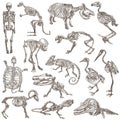 Bones and skulls of different animals - freehands Royalty Free Stock Photo