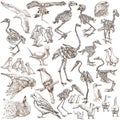 Bones, skulls and living birds - freehand drawings