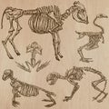 Bones, Skulls, Skeletons - freehands, vector