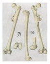 Bones and teeth of Pithecanthropus erectus, vintage engraving Royalty Free Stock Photo