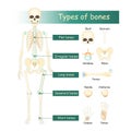 Bones types of Human skeleton Royalty Free Stock Photo