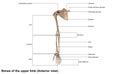 Bones of the Upper Limb Anterior view