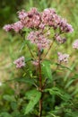 Boneset Royalty Free Stock Photo