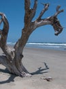 Boneyard Beach Royalty Free Stock Photo