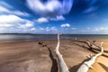 BONEYARD BEACH JACKSONVILLE, FL Royalty Free Stock Photo