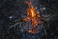 Bonfire with burning tree branches Royalty Free Stock Photo