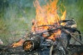 Bonfire campfire fire summer forest Royalty Free Stock Photo