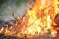 Bonfire campfire fire summer forest Royalty Free Stock Photo