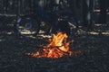 Bonfire in forest. Contrast photo of bright fire against background of dark trees Royalty Free Stock Photo