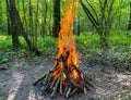 Bonfire in the forest during the day. Camp Fire in the forest, flames and sparks, beautiful nature Royalty Free Stock Photo