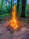 Bonfire in the forest in the evening. Camp Fire in the forest, flames and sparks, beautiful nature Royalty Free Stock Photo