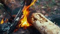 Bonfire in forest. Hot coals and charred logs in burning fire