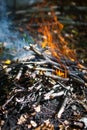 Bonfire in forest Royalty Free Stock Photo