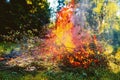 Bonfire in the forest on summer day Royalty Free Stock Photo