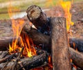 Bonfire made of pine sticks and branches is burning with bright orange warm warming flame with shining sparks, in open forest in Royalty Free Stock Photo