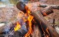 Bonfire made of pine sticks and branches is burning with bright orange warm warming flame with shining sparks, in open forest in Royalty Free Stock Photo