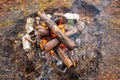 Bonfire made of pine sticks and branches is burning with bright orange warm warming flame with shining sparks, in open forest in Royalty Free Stock Photo