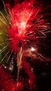 Bonfire night fireworks Royalty Free Stock Photo