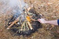Bonfire in the spring forest on the background of withered grass. In the frame of the hand of a man. Royalty Free Stock Photo