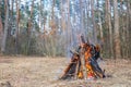 Bonfire in the spring forest on the background of withered grass Royalty Free Stock Photo