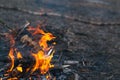 Bonfire in the spring on the nature. Royalty Free Stock Photo