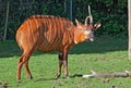 Bongo antelope Royalty Free Stock Photo