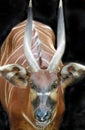 Bongo Antelope