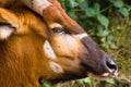 Bongo antelope Royalty Free Stock Photo