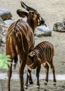 Bongo Antelope