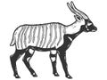 Bongo, antelope animal. Sketch scratch board imitation. Black and white. Royalty Free Stock Photo