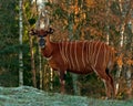 Bongo antelope, Bongo Tragelaphus eurycerus Royalty Free Stock Photo