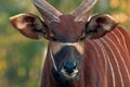 Bongo antelope, Bongo Tragelaphus eurycerus