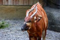 Bongo antelope, Bongo Tragelaphus eurycerus at Taipei zoo Royalty Free Stock Photo