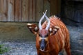 Bongo antelope, Bongo Tragelaphus eurycerus at Taipei zoo Royalty Free Stock Photo