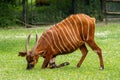 Bongo - antelope eat grass or hay. Wild animal in zoo, at summer sunny weather Royalty Free Stock Photo