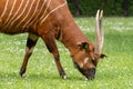 Bongo - antelope eat grass or hay. Wild animal in zoo, at summer sunny weather Royalty Free Stock Photo