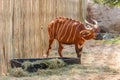Bongo antelope feeds at the zoo. Due to poaching and other environmental problems, this mammal is on the verge of extinction Royalty Free Stock Photo