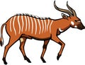 Bongo Antelope Royalty Free Stock Photo