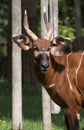 Bongo antelope (Tragelaphus euryceros) Royalty Free Stock Photo