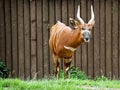 Bongo antelope (Tragelaphus euryceros) Royalty Free Stock Photo